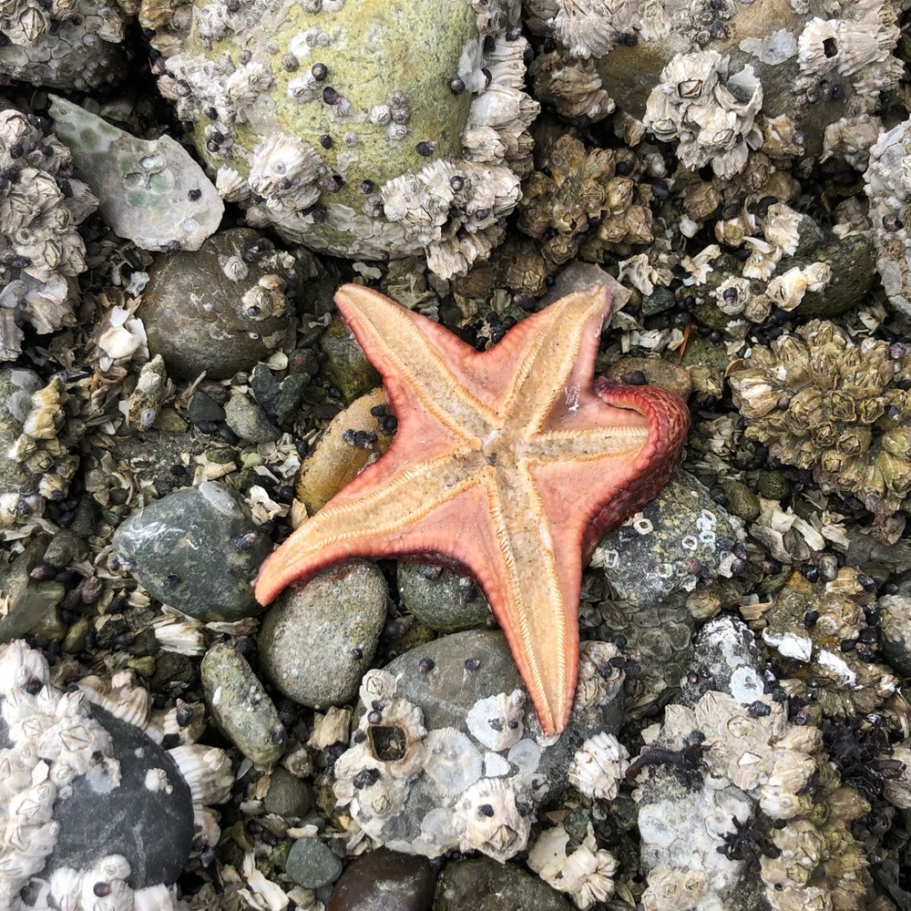 Meet your Posher, Inna